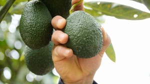 Cosecha de Aguacate Hass en una plantación Trops