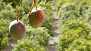 Mango en una plantación