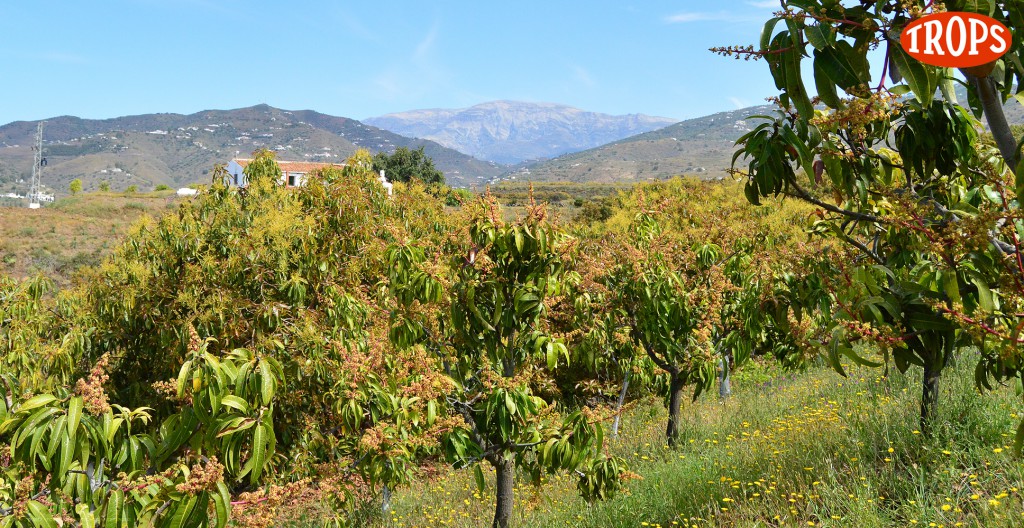 Plantación de mango y aguacate en la Axarquía malagueña