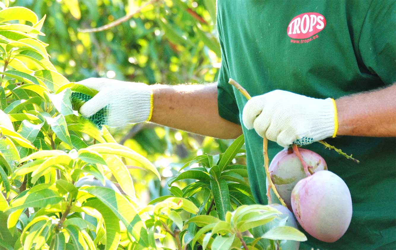 Agricultor recogiendo mango